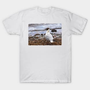 Black-headed Gull T-Shirt